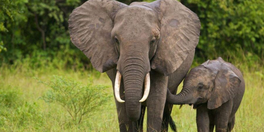 1/2 Day Phezulu Safari Park & Natal Lion Park From Durban
