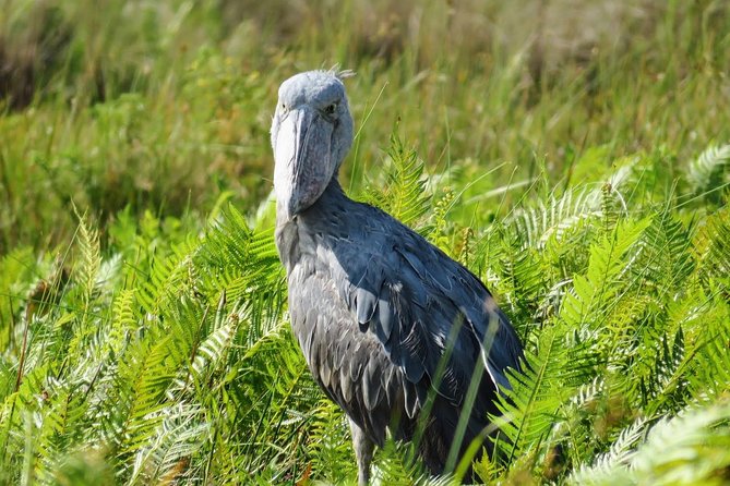1 Day Mabamba (Shoebill) Bird Watching Tour – Shoebill & Canoe Tour