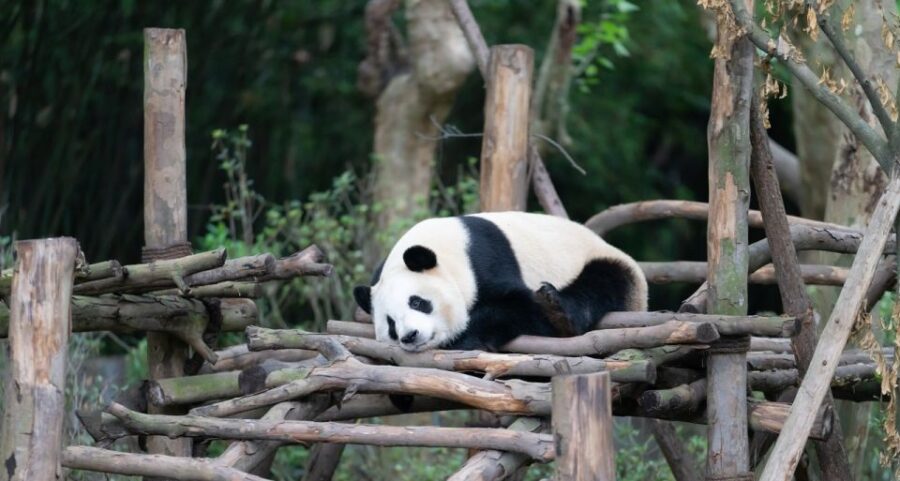 1-Day Tour：Discovering Pandas & the Majestic Giant Buddha - Tour Overview