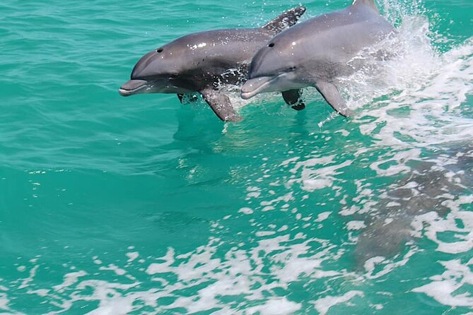 1-Hour Dolphin Sightseeing Adventure Cruise From Madeira Beach