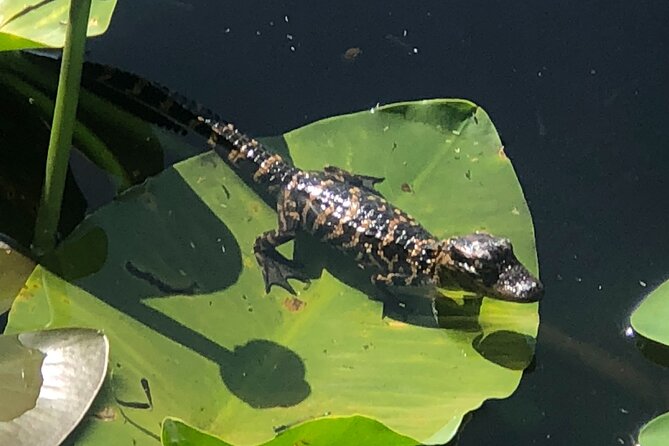 1 Hour Everglades Airboat Tour Central Florida - Airboat Adventure