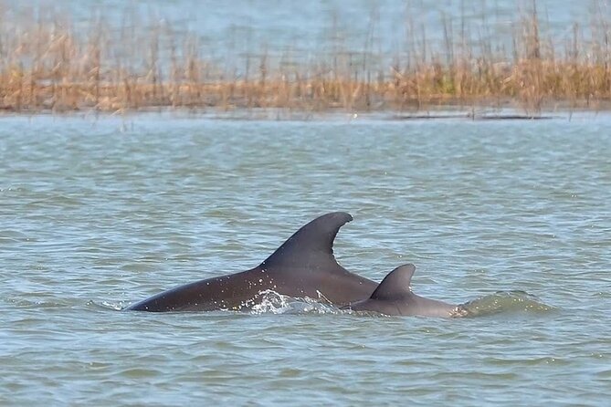 1 Hour Private Dolphin Tour Hilton Head Island