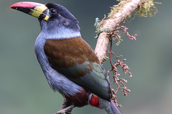10 Days Birding Photo Tour From Andes to Amazon of Ecuador