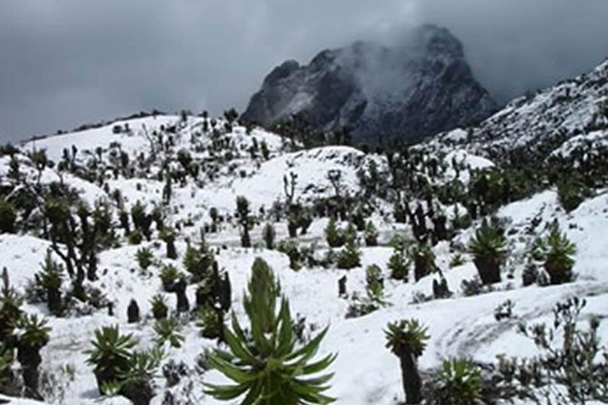 10 Days Mountain Rwenzori Hiking Safari – Mahoma Trail