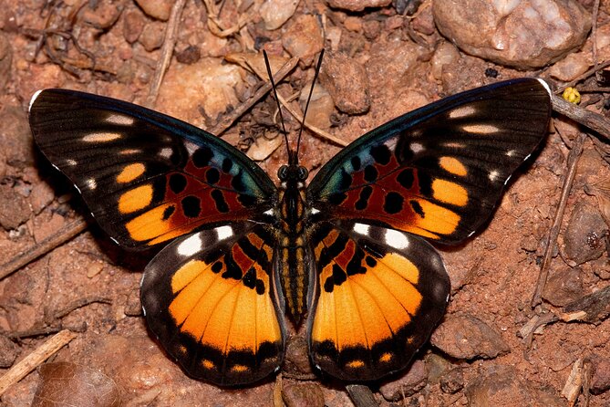 14 Day Ghana Butterfly Tour