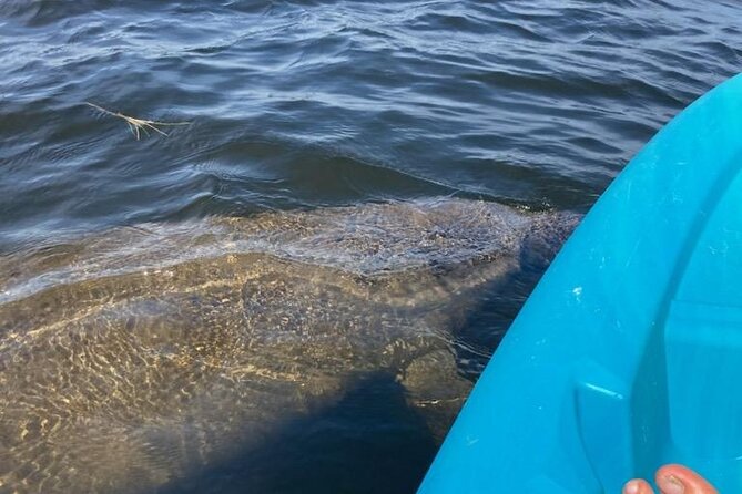 2.5 Hour Kayaking With Manatee and History Tour in Tarpon Springs - Pricing and Booking