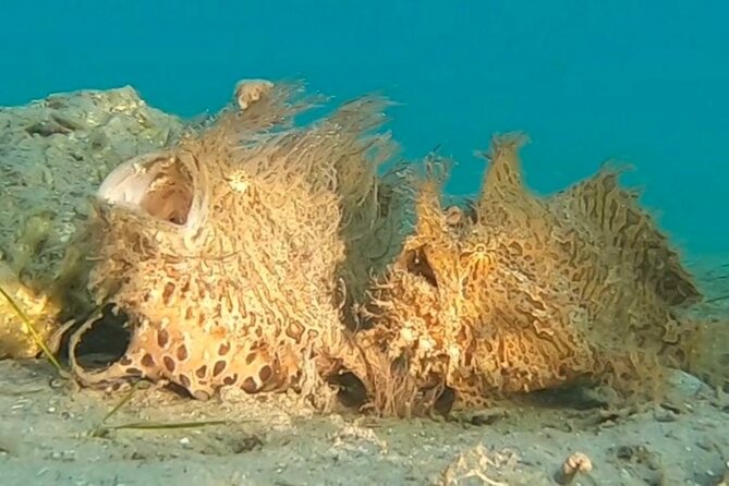 2 ½ – Hour Guided Snorkel Tour of Phil Foster Park, Free Videos!