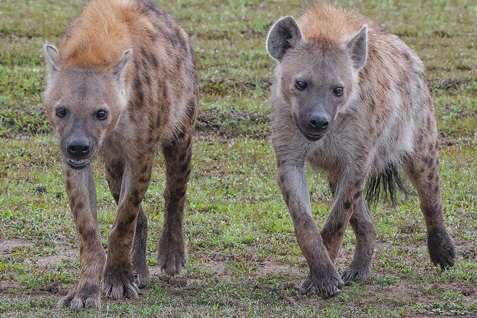 2-Day Private Tour Tsavo East and West From Diani Beach