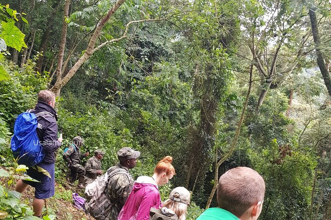 2 Days Chimpanzee Trekking & Canopy Walk in Nyungwe National Park