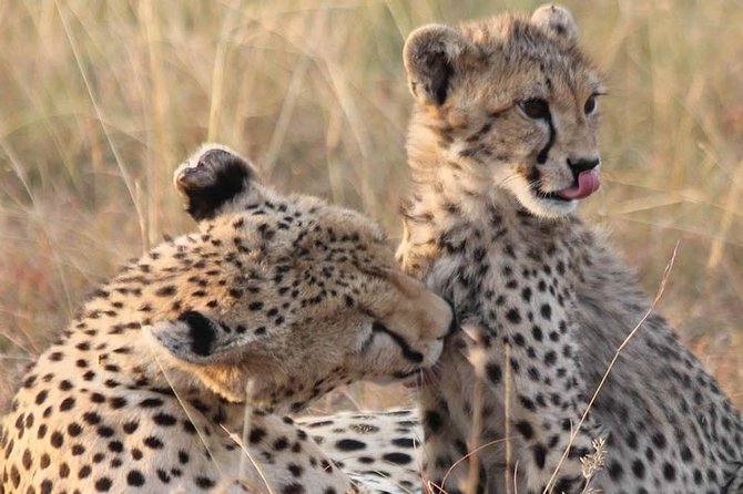 2 Days Lodge Safari – Lake Manyara and Ngorongoro Crater