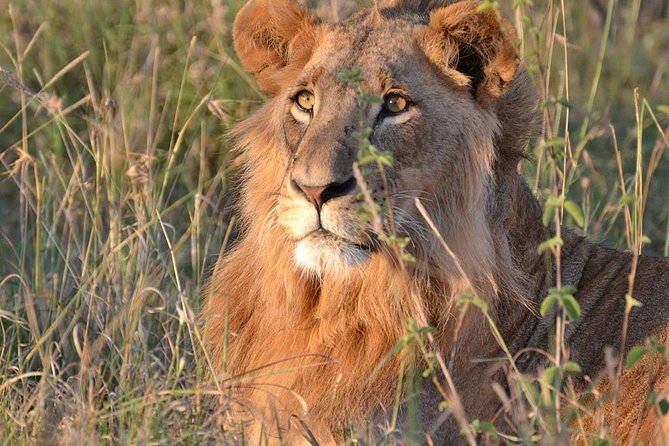 2 Days Tsavo East Jeep Safari (Minimum 2 Persons)