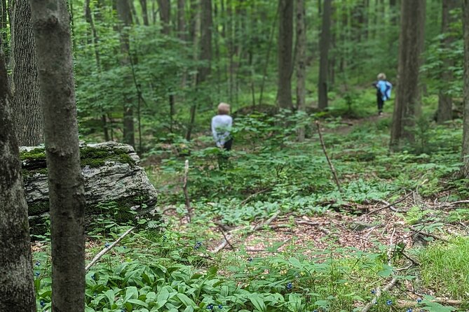 2-Hour Guided Private Forest Bathing Experience Lenox - What Is Forest Bathing?