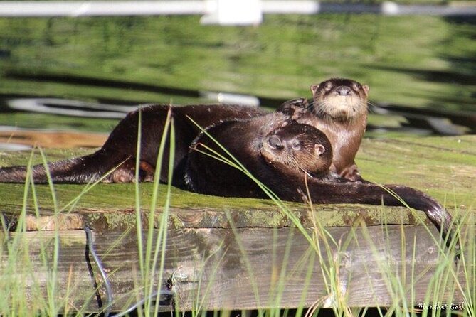 2 Hour Historical Wildlife Tour of the Chain of Lakes - Tour Overview and Details