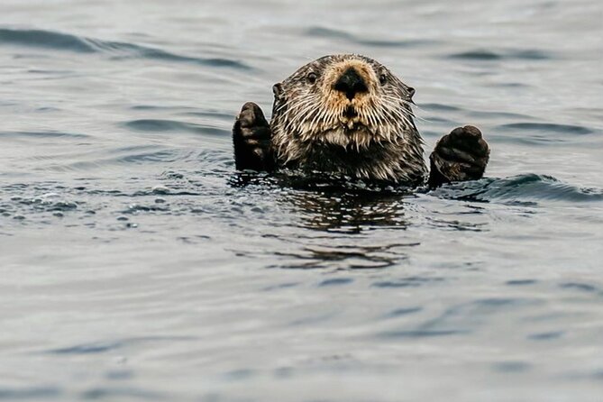 2-Hour Marine Wildlife Tour in Sitka