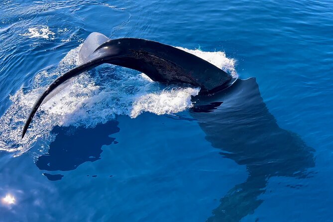 2 Hour Prime Time Maui Whale Watching
