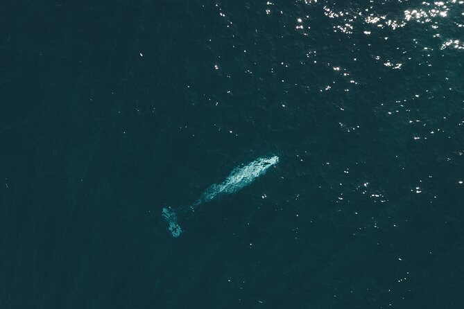 2 Hour Whale Watching Kayak Tour for Two - Tour Overview