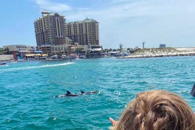 2 Hours Guided Afternoon Dolphin Tour Review