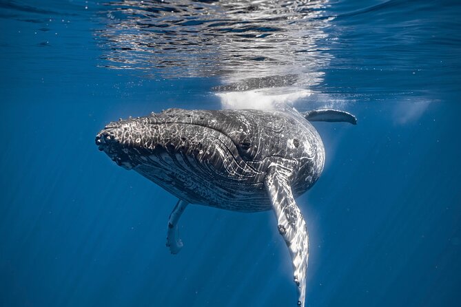 2Hour Whale Watching and Boat Cruise in Haleiwa Oahu Hawaii