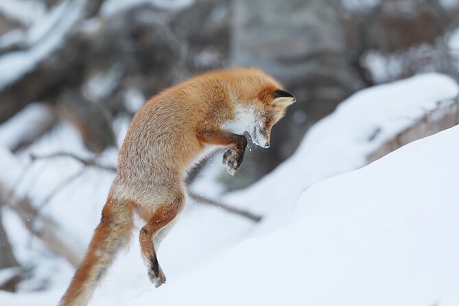 3.5hours Primeval Forest Snowshoe Hike and Wildlife Watching Tour