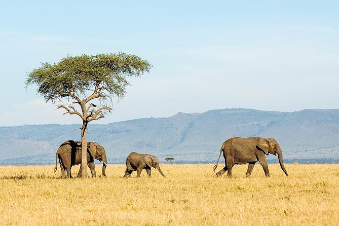 3 Day Lake Manyara, Ngorongoro Crater, Tarangire Safari
