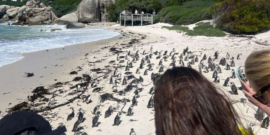3-Day Private Guided Tour to Cape Towns Top Attractions - Tour Overview