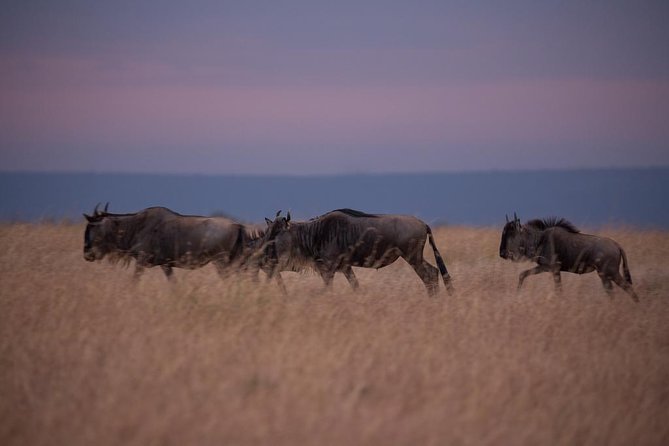 3 Days Maasai Mara Budget Safari