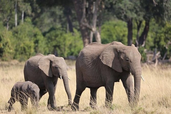 3 Days Masai Mara Private Safari in AA Lodge