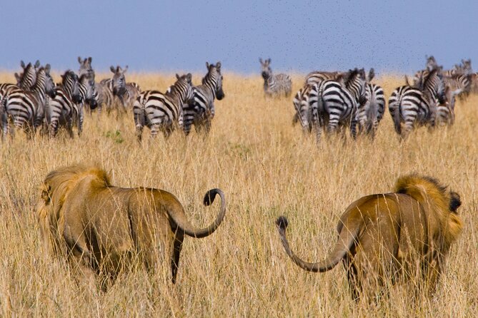 3 Days Serengeti- Ngorongoro Crater Budget Tour
