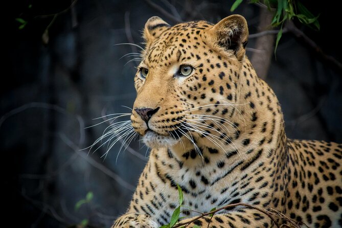 3 Days Tanzania Private Big 5 Safari With Midrange Lodge
