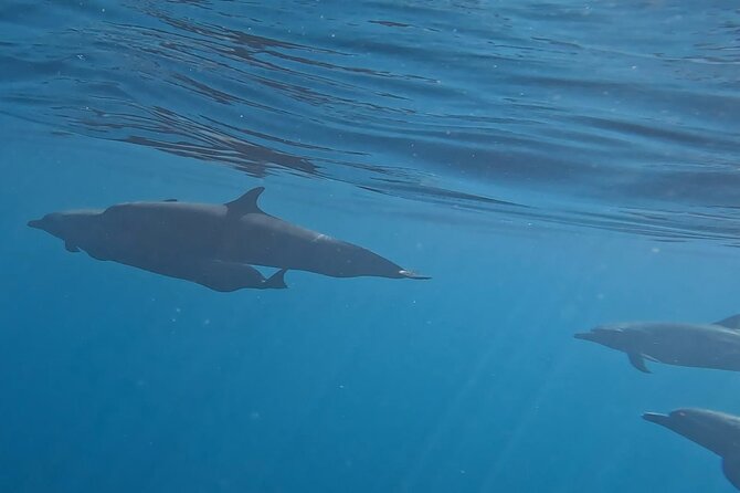 3-Hour Dolphin Watching Experience in Puerto Escondido