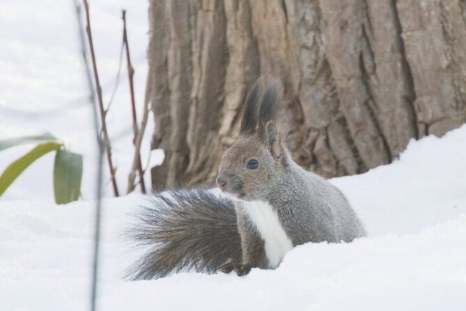3 Hours Snowshoe Hike to Furepe Fall and Wildlife Watching