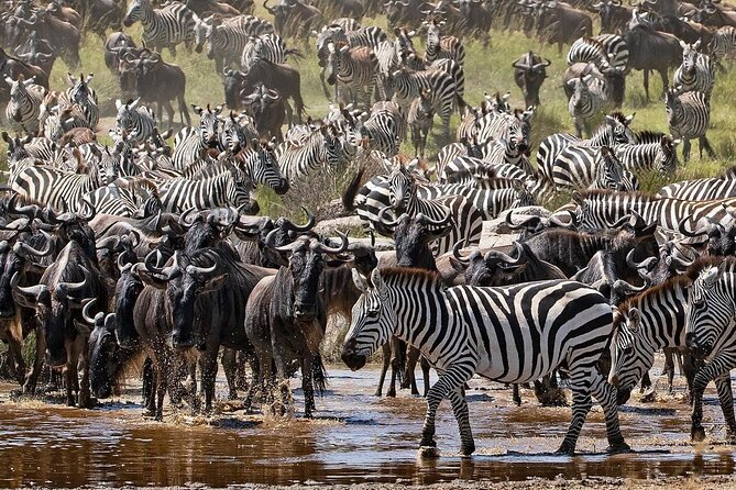 4-Day Northern Tanzania Camping Tour Safari - Overview of the Safari