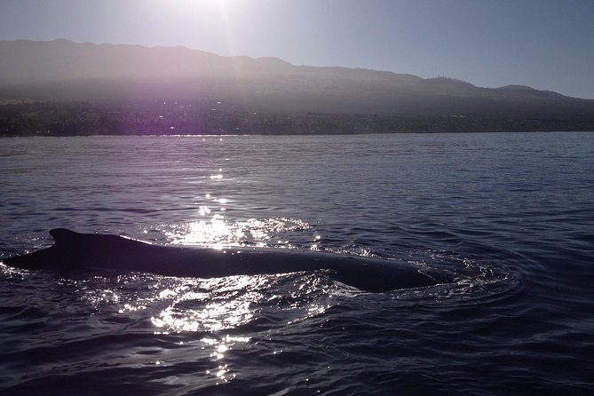 4 Hour Molokini Snorkel Tour Adventure in Maui