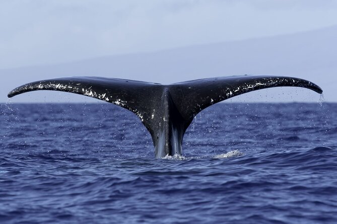 4 Hour Private Charter in Kona