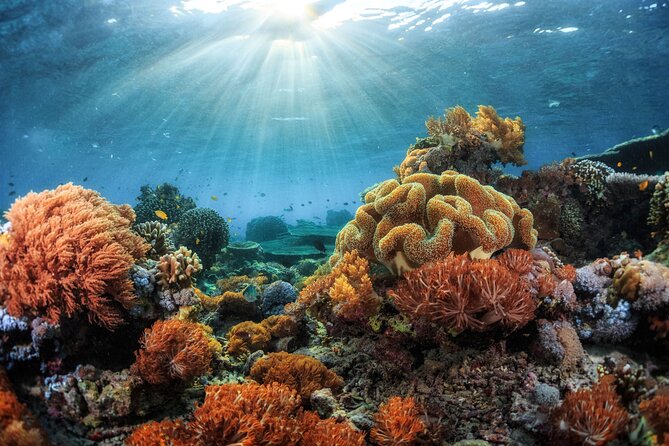 4 Hour Private Snorkeling Tour in Kona