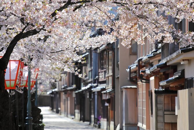 4 Hour Unique Kanazawa Cherry Blossom Sakura Private Experience