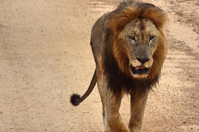 5 Day All Incl. Private Kruger Park Safari With Optional Panorama