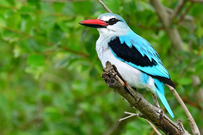 5 Day Wildlife Photographic Safari – Kruger National Park – B1 Photo Safaris