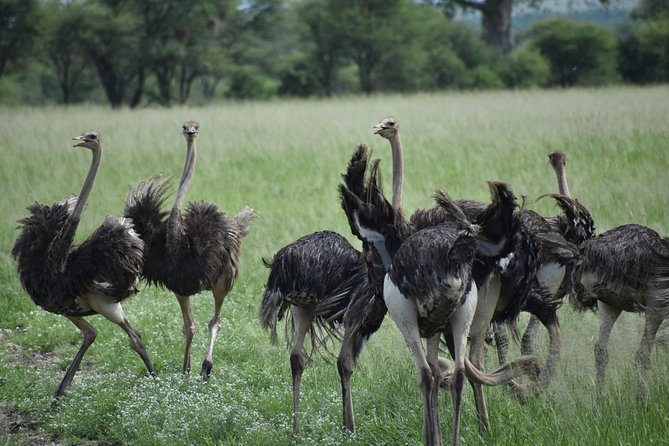 5 DAYS BUDGET SAFARI ( Tarangire, Ngorongoro Crater & Serengeti National Parks) - Overview of the Safari