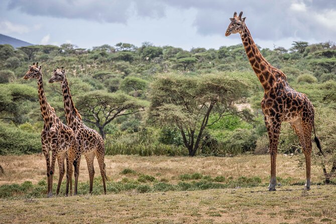 5 Days Private Budget Lodge Safari to Serengeti & Ngorongoro - Itinerary Overview