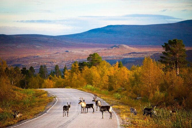5 Days Semi-Self-Guided Tour in Northern Lapland