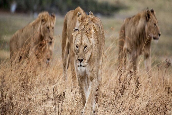 5-Days Tanzania Joining Group Safari : Best Price 2025/2026