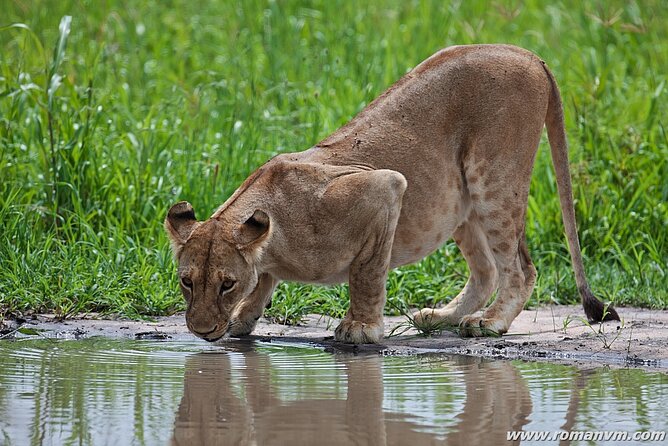 5 Days Tanzania Luxury Camping Safari
