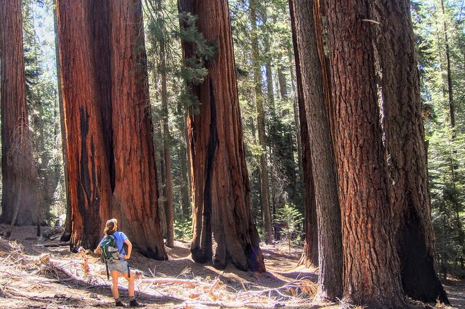 5 Star Rated Sequoia National Park Tour