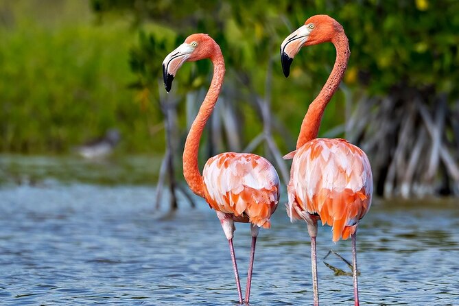 6-Day Bird Watching Tour in the Sierra De Bahoruco