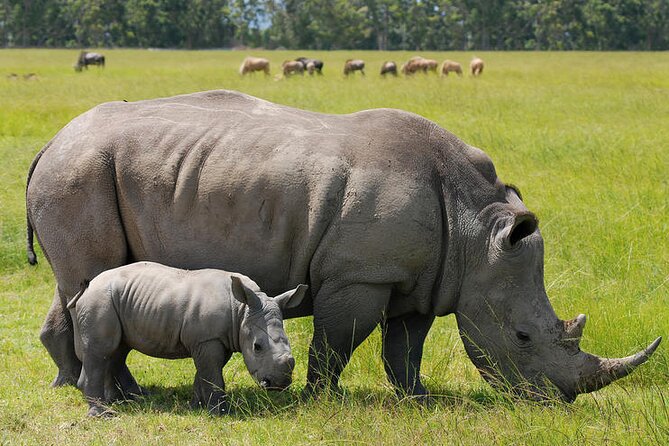 6-Day Kenya Highlights Tour With Pick up and Accommodation