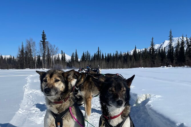 6 Days Brooks Range Expedition Private Tour Review