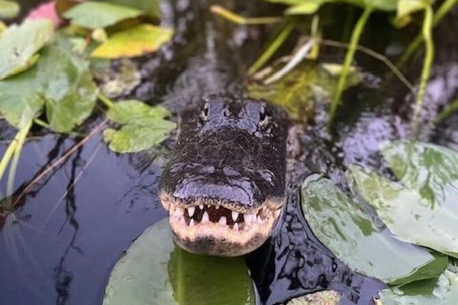 60 Min Small Group Everglades Airboat Ride in Miami