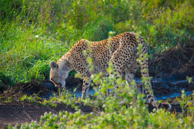 7 Days Lodge Safari.