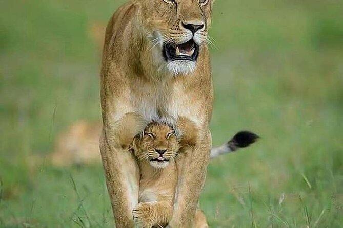 7 Days Tour Northern Tanzania Safari:
